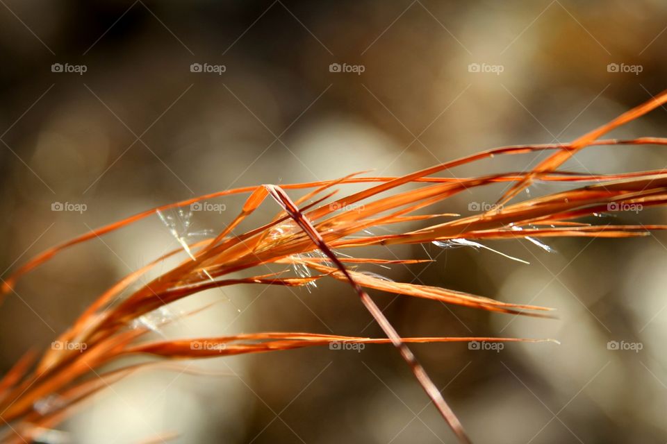 plant in the wind