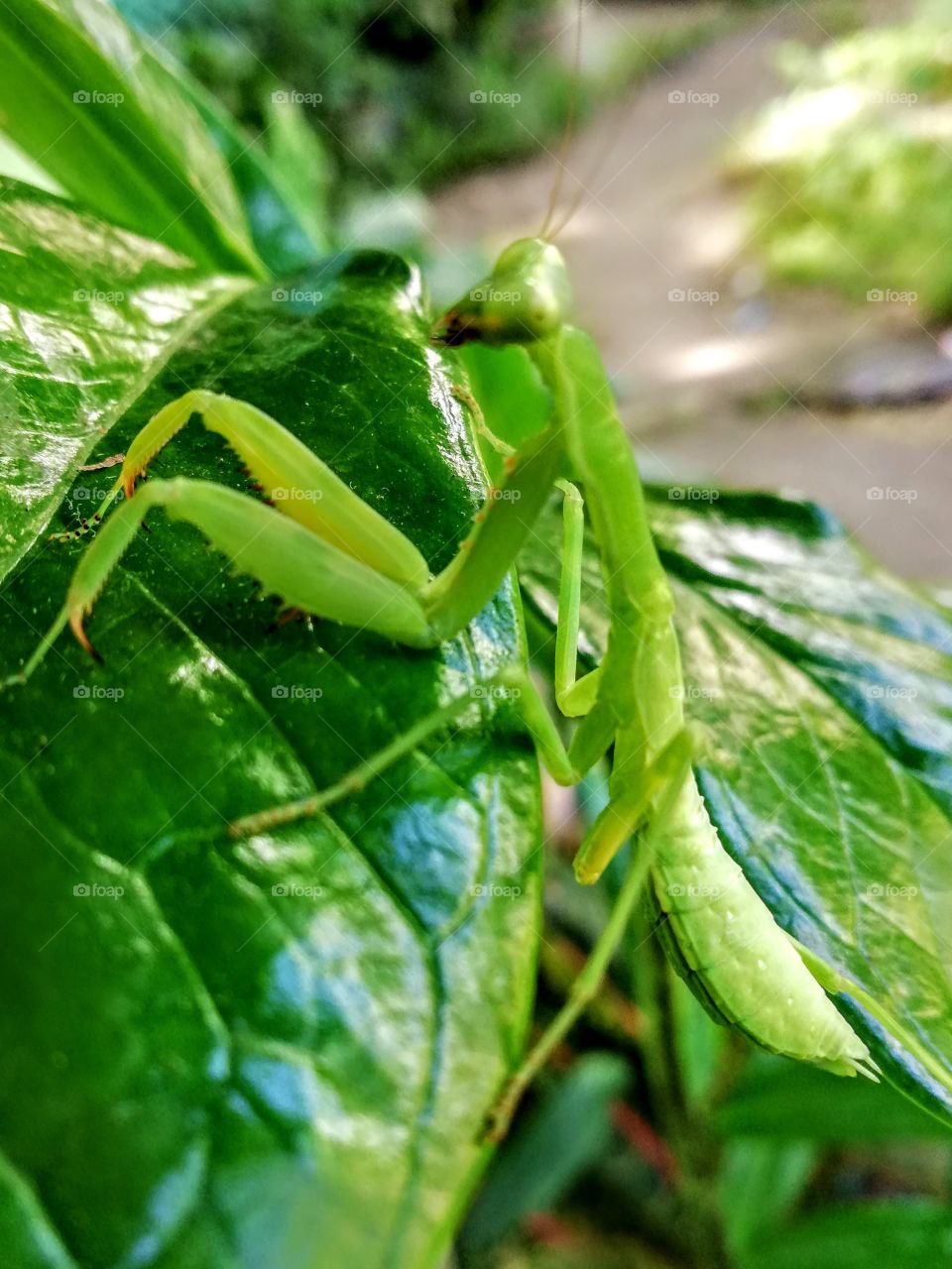 praying mantis in action