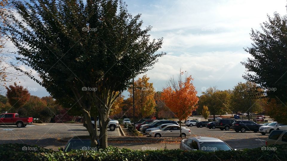 trees. beautiful trees