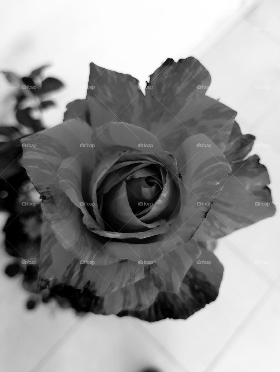 Beauty black rose