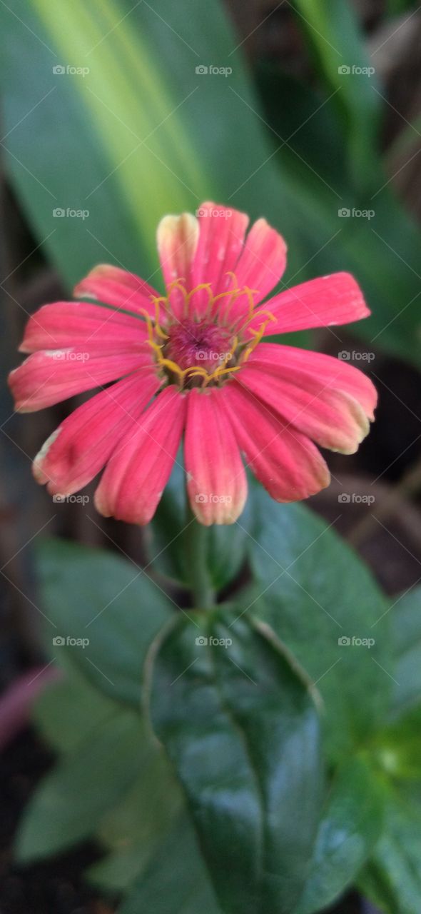 when a beautiful flower blooms