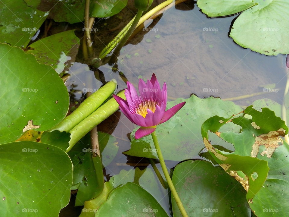 waterlily. waterlily is throve