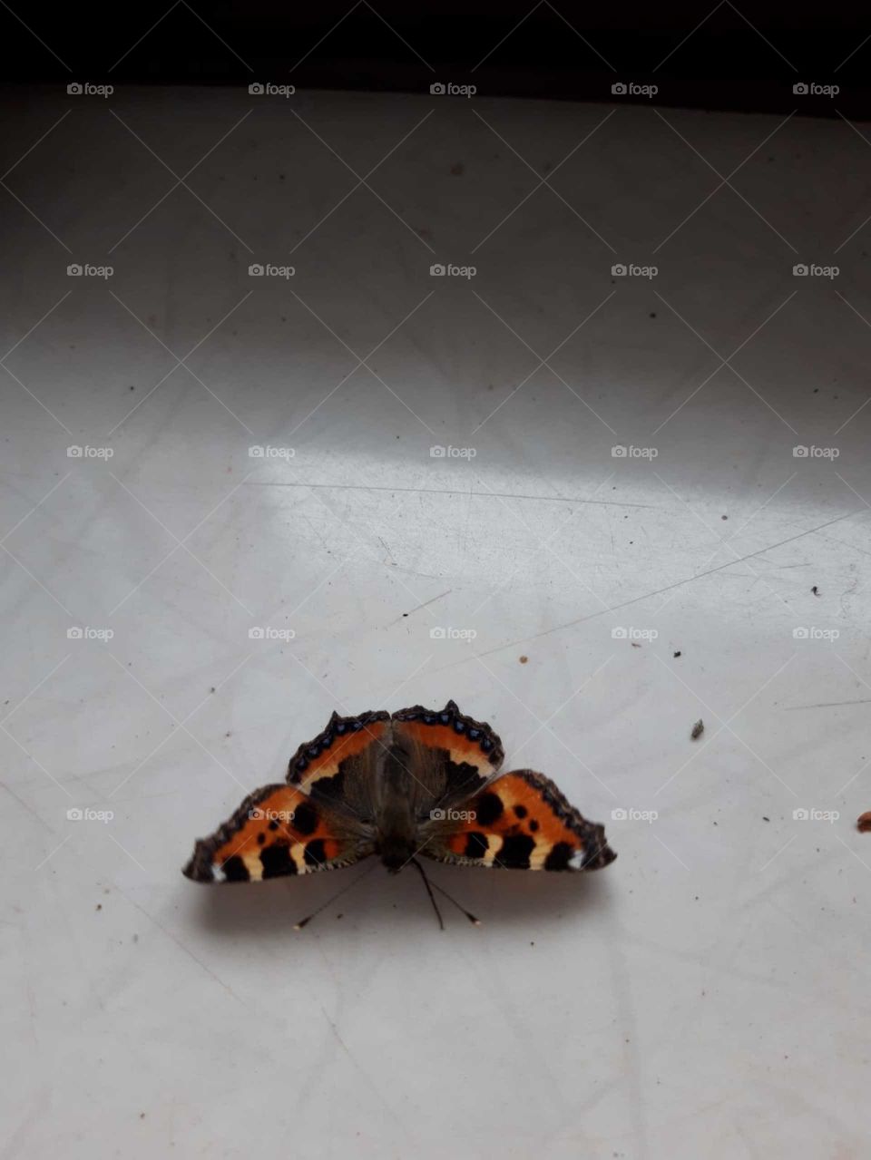 butterfly indoor