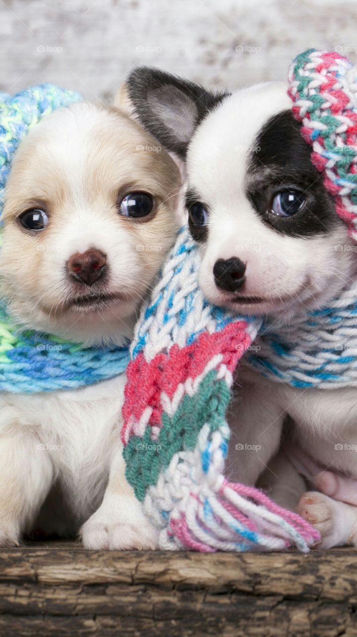 perritos