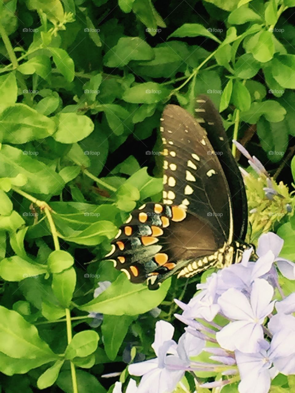 Butterfly in our yard this afternoon 