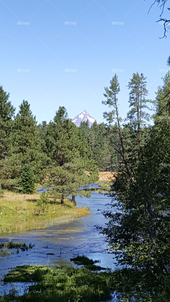 Nature View On A Bright Day