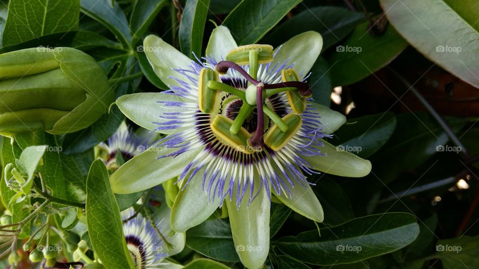 Passion Flower
