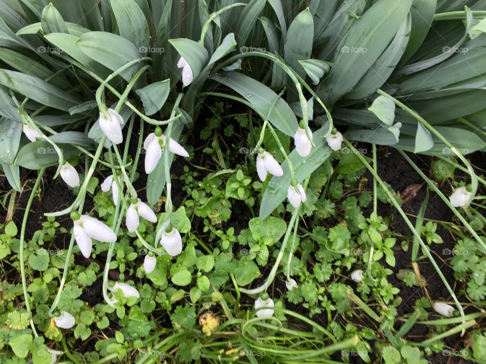 Spring in garden