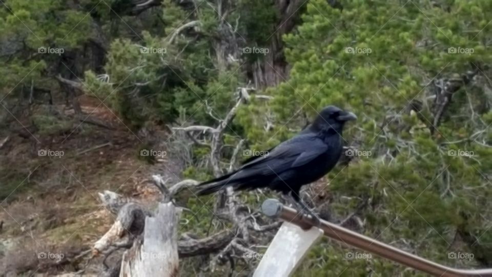 lonely raven
