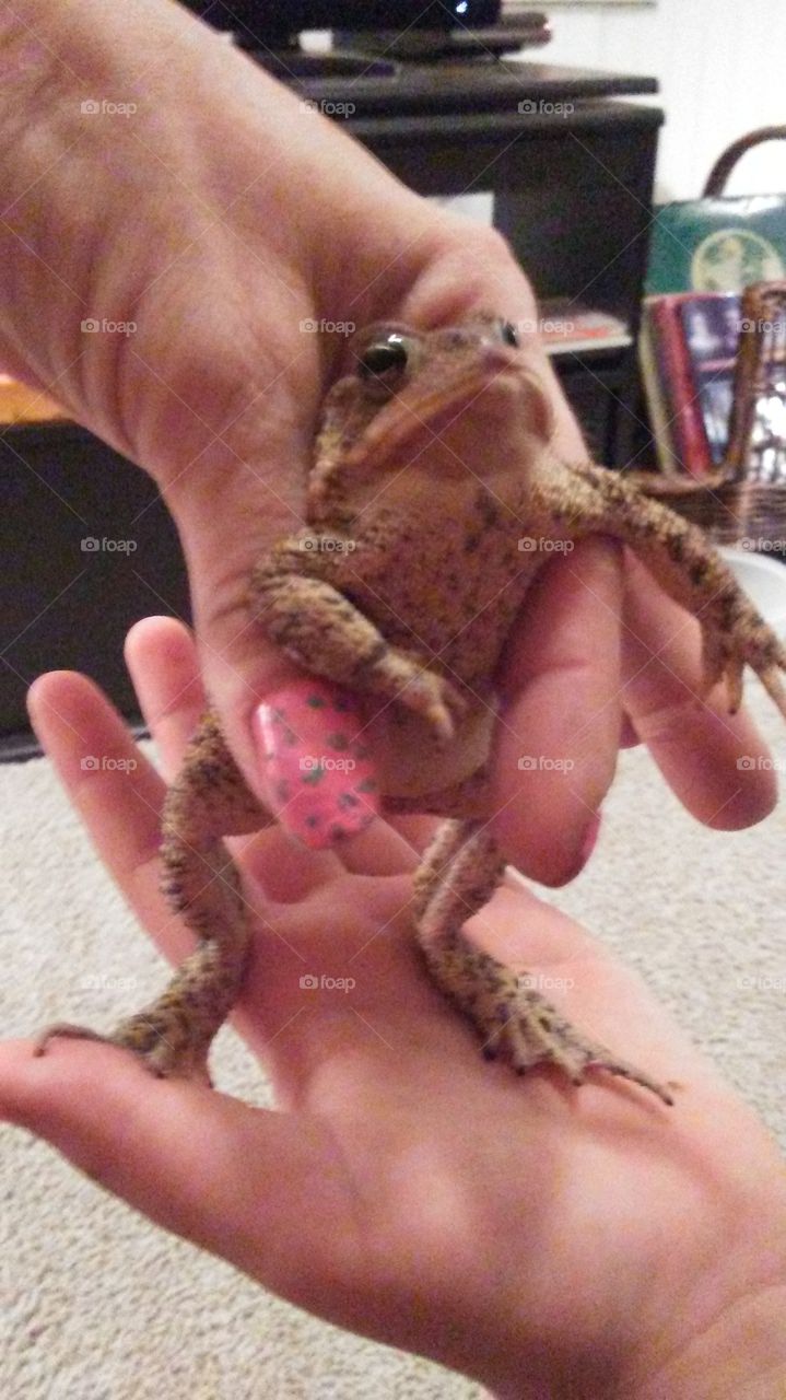 Dancing Toad