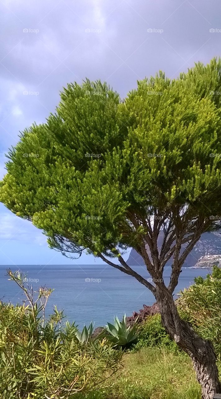 Lone tree and sea view