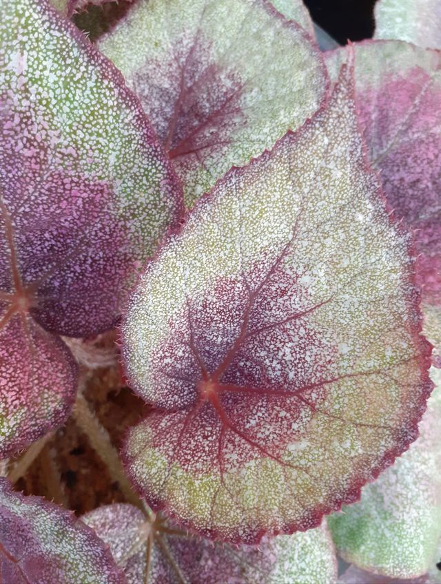 beautiful leaf