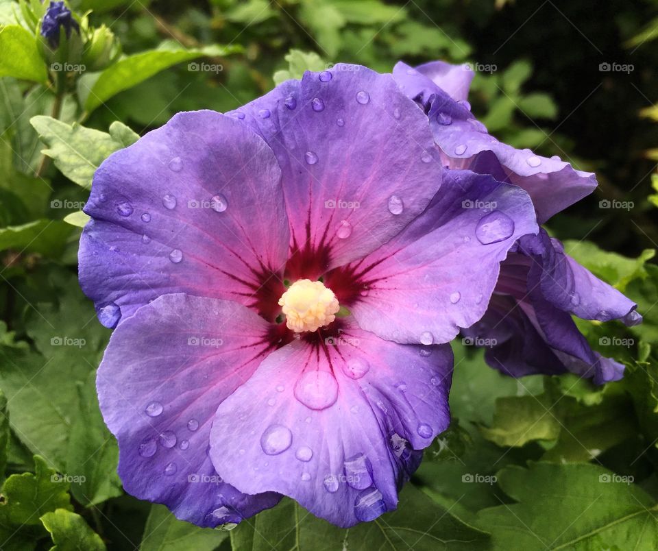 Rain drops on purple flower 