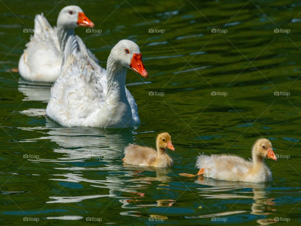 A family of geese float with the chicks leading the way