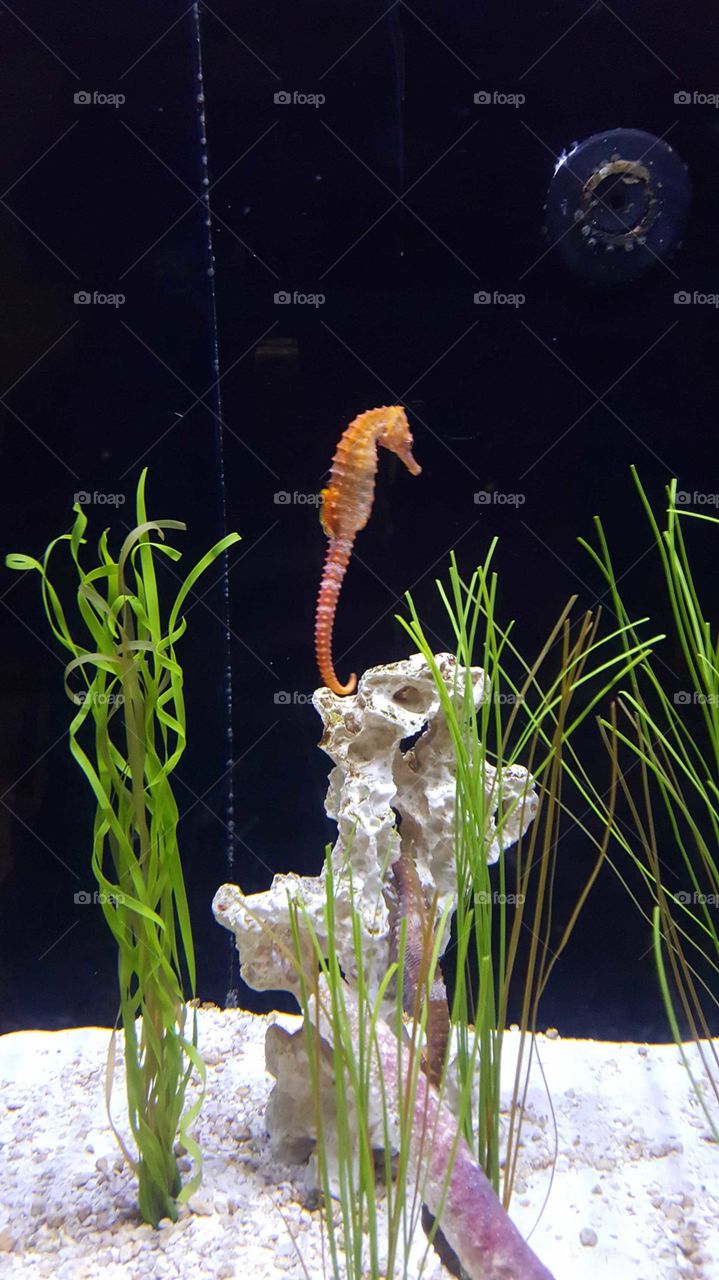 Seahorse