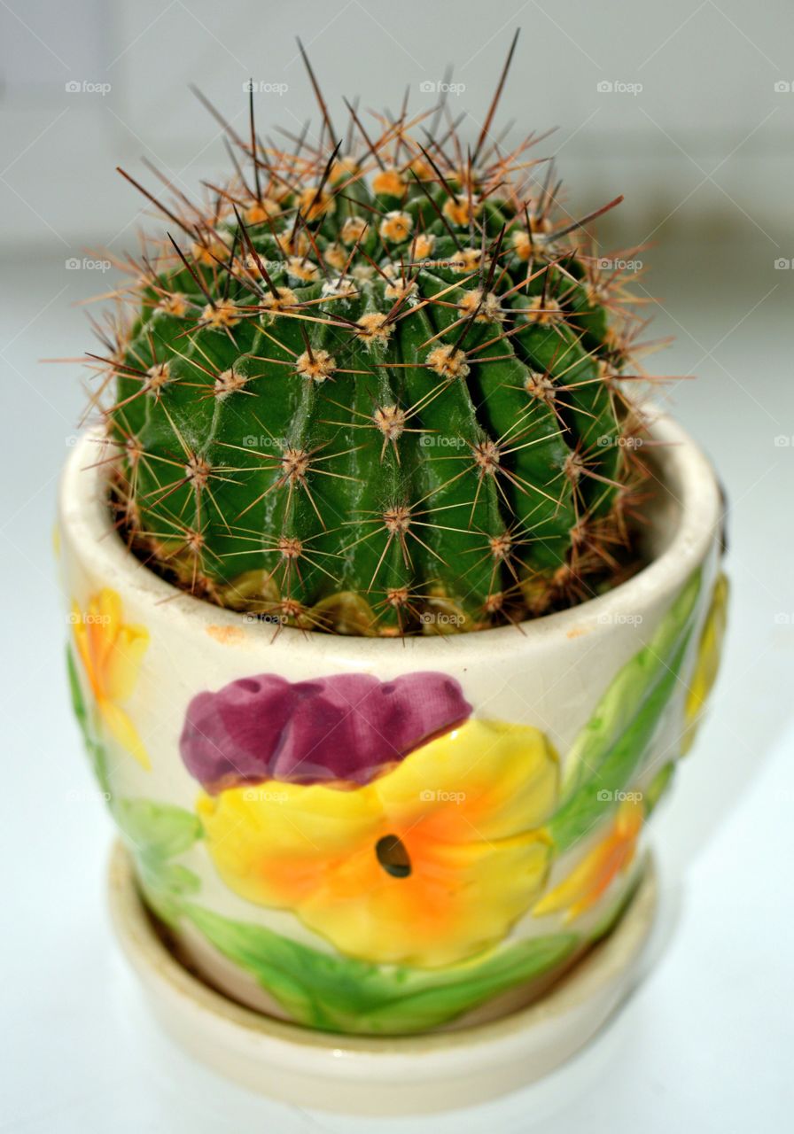 cactus house plants beautiful decorative