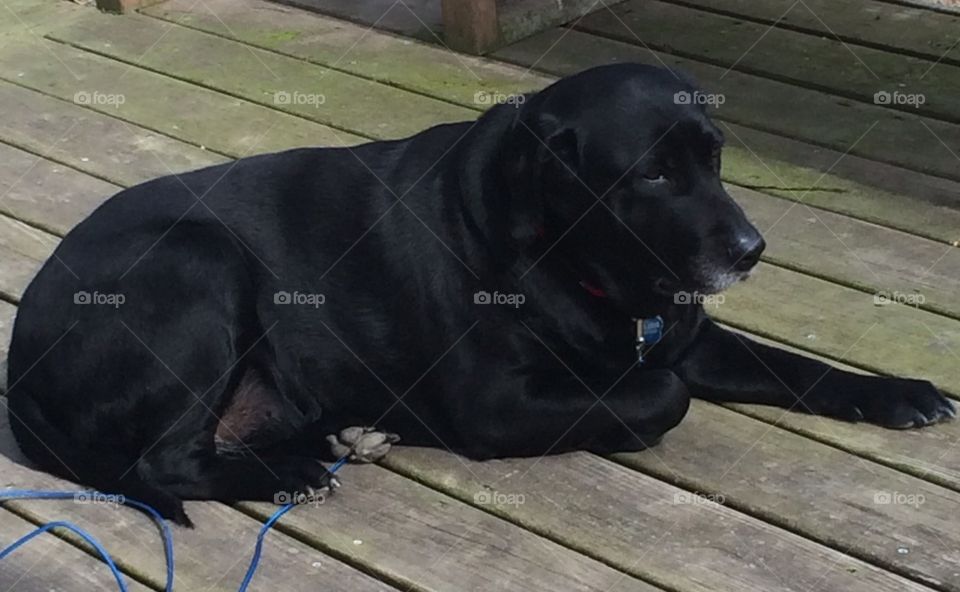 Black Labrador retriever 