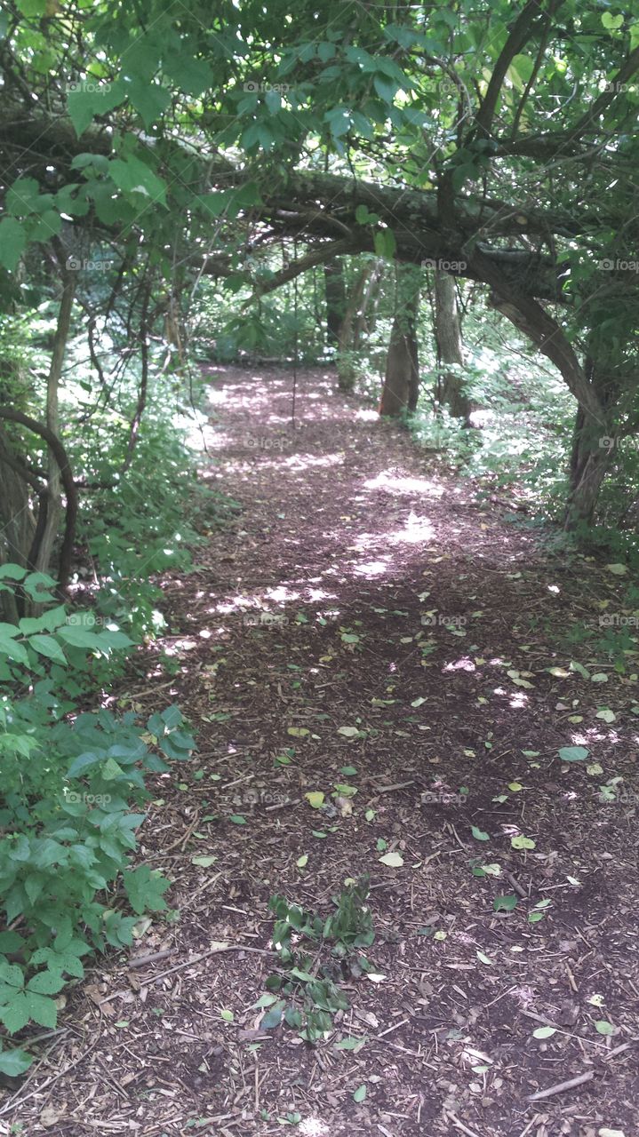 woodland path. taken while hiking in keener park