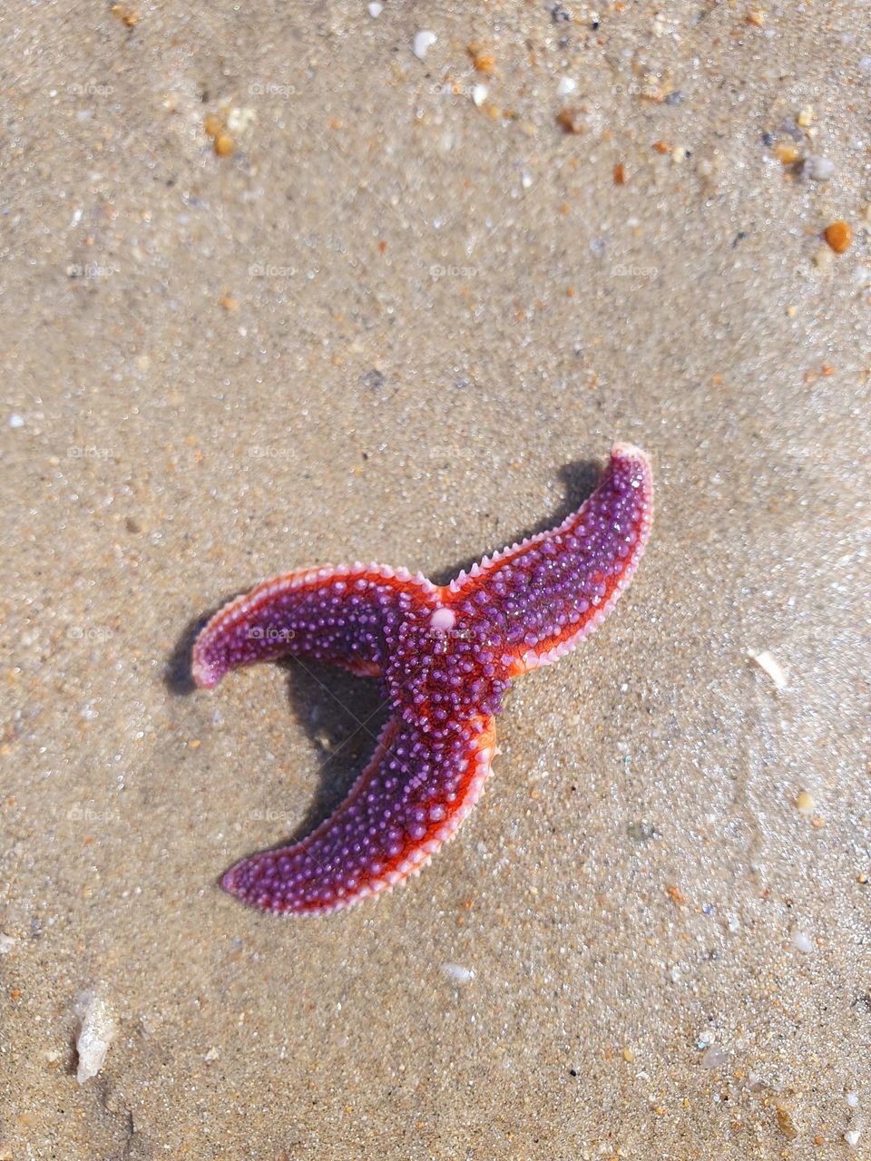 Baby starfish