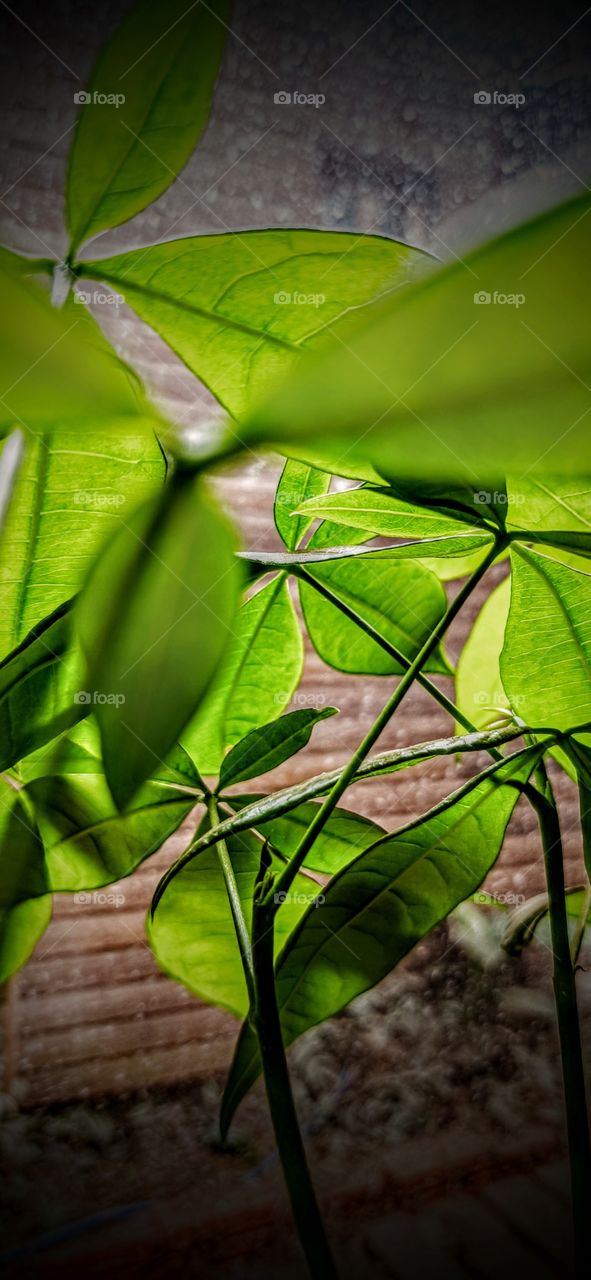 Translucent green leaf plant