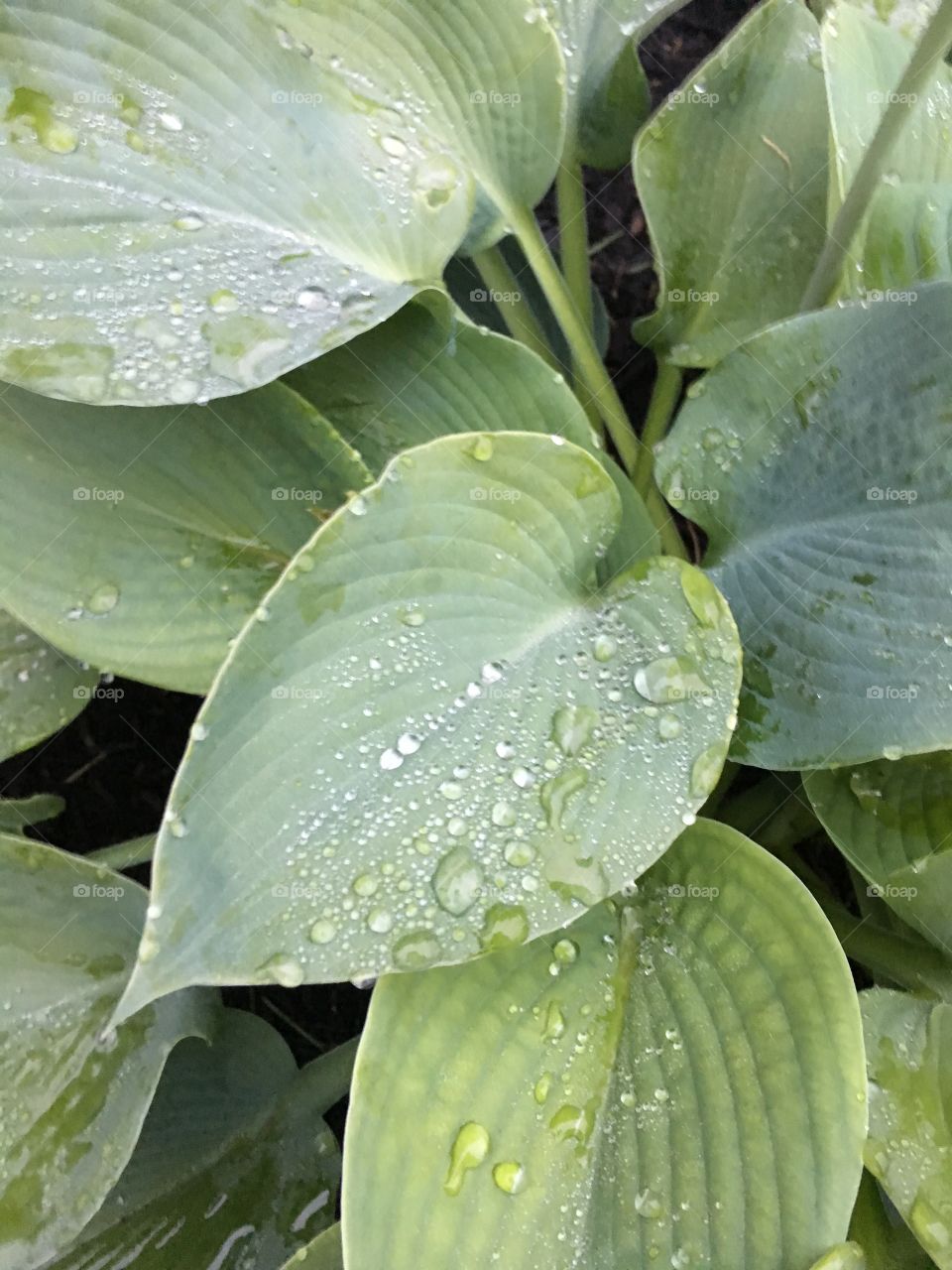 Dew on leaves