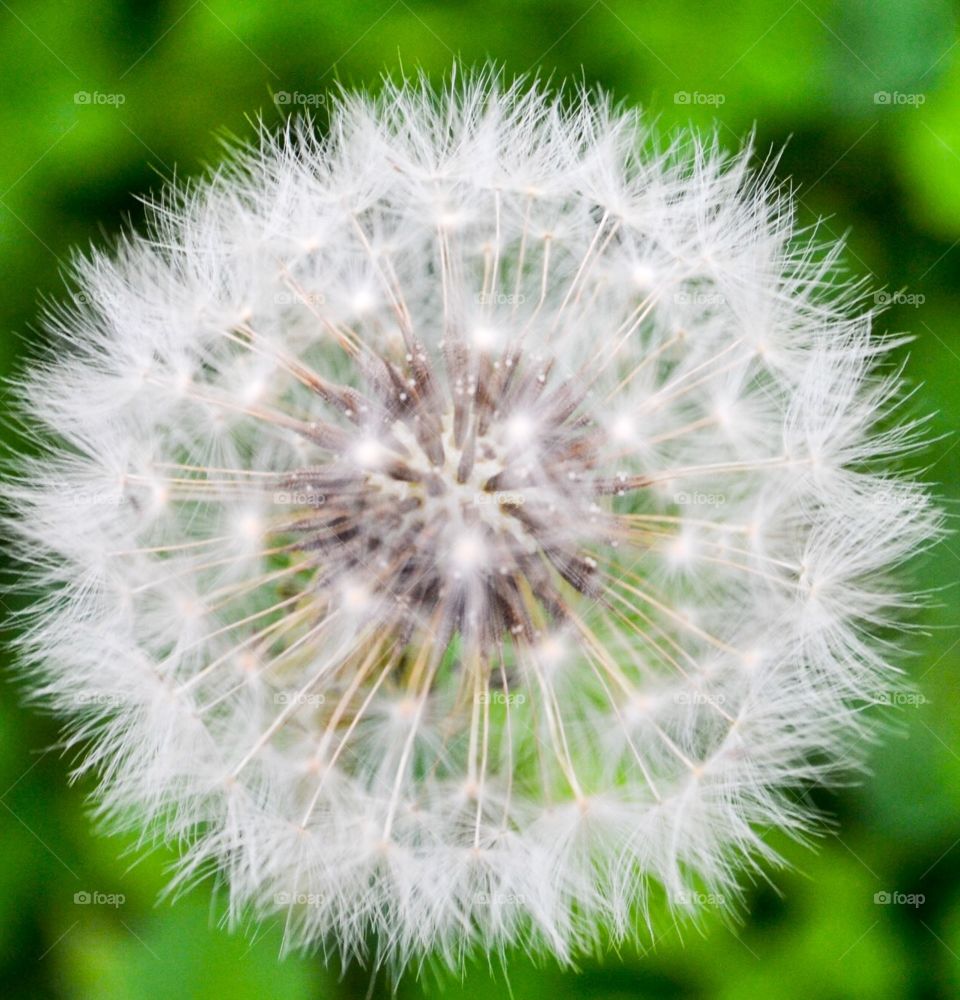 dandelion