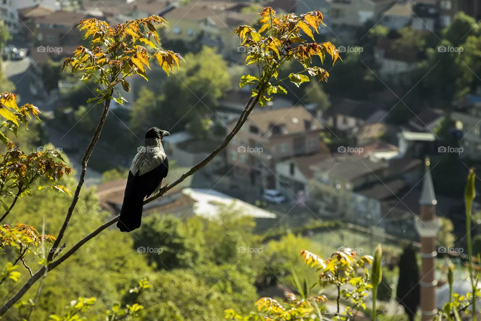 Spring