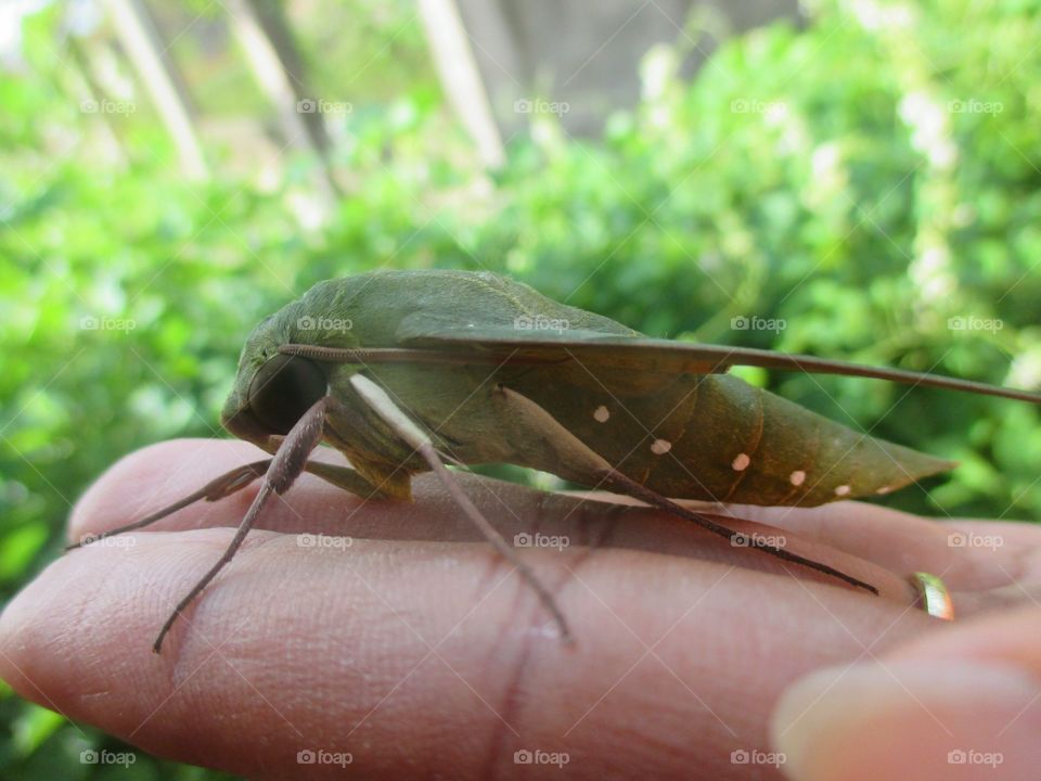 Gaudy Sphinx moth