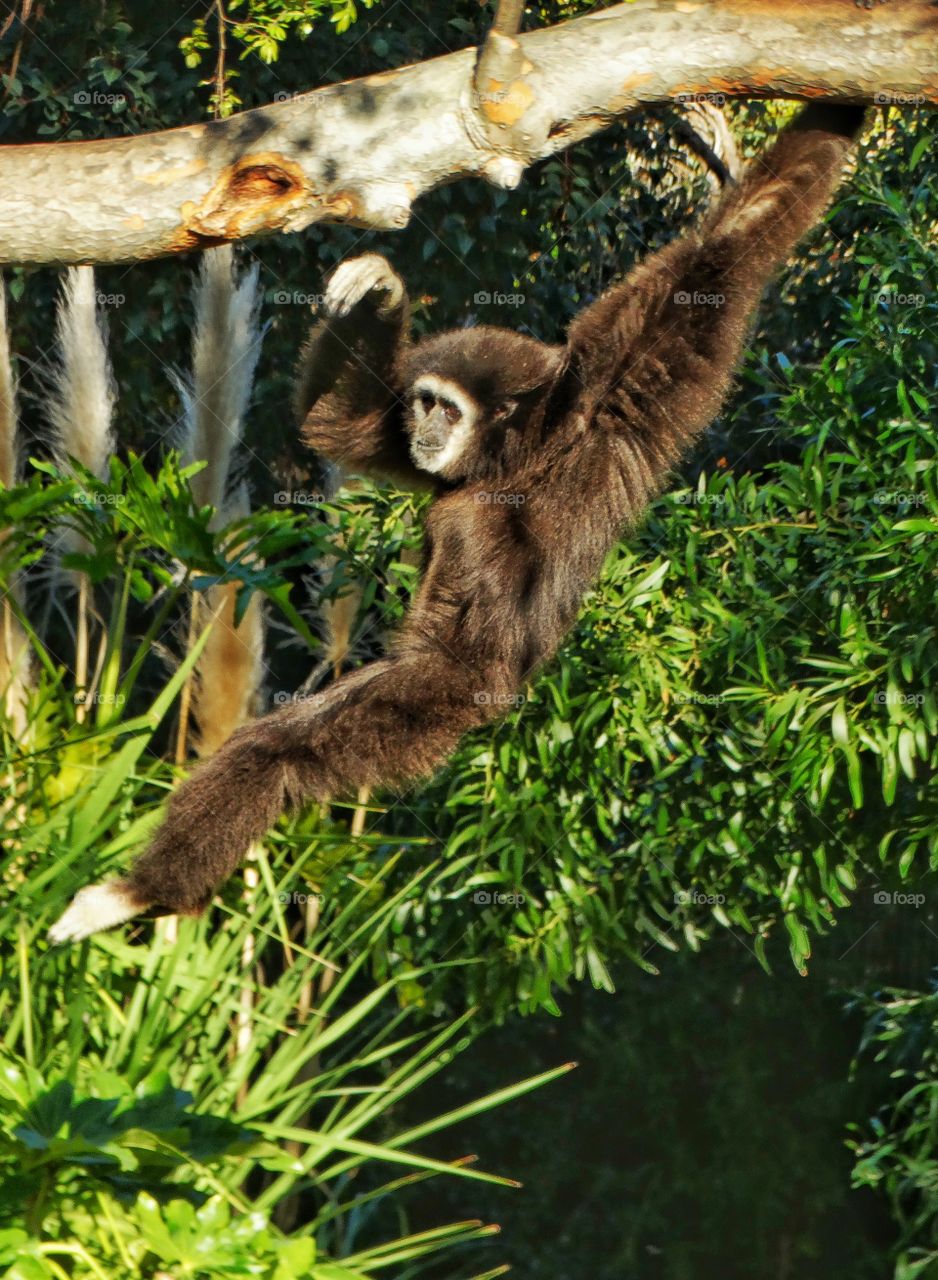 Gibbon Swinging Through The Trees
