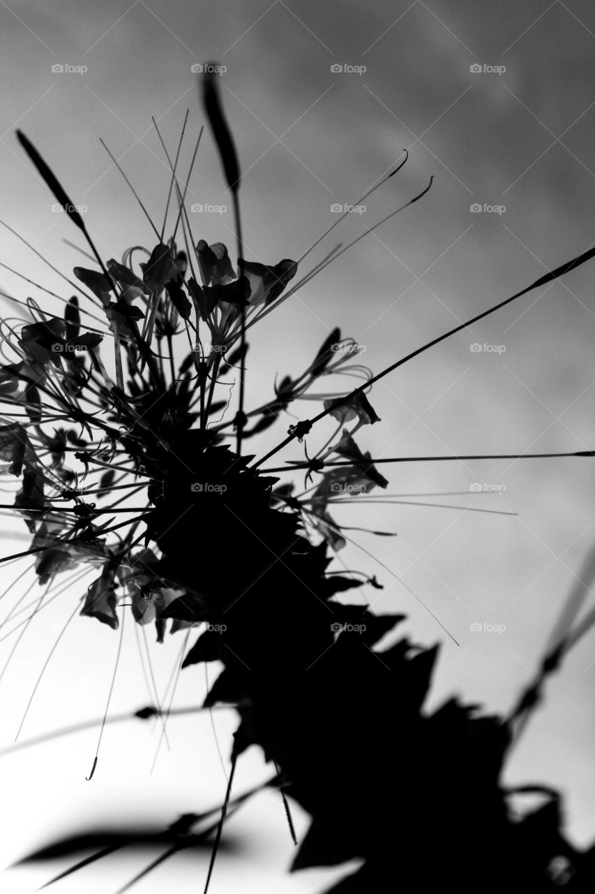 Black and White photo of a spider plant