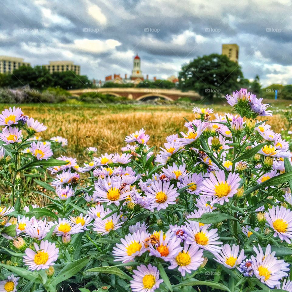 Flowers by the bridge 