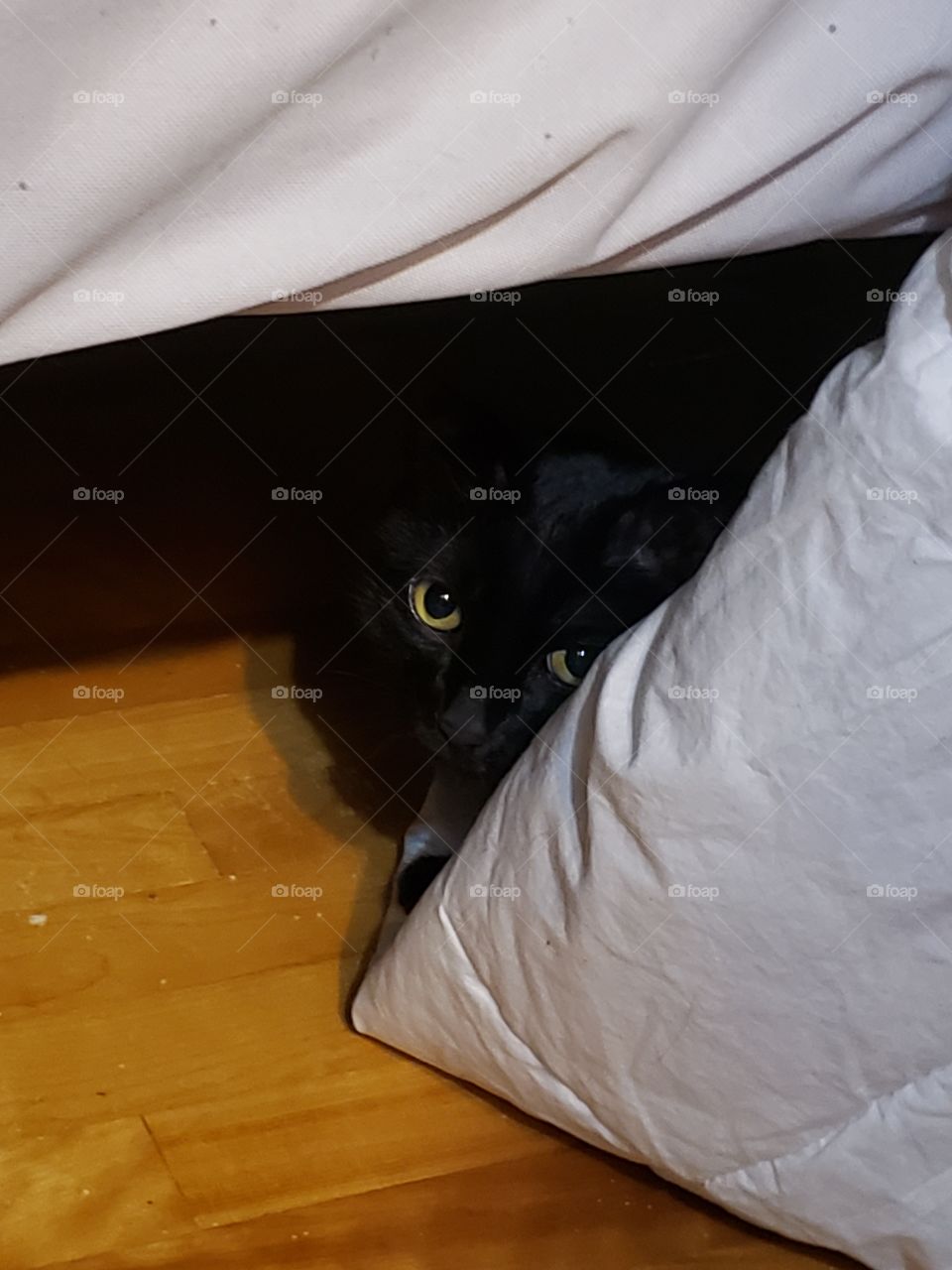 cat peaking out from under the bed