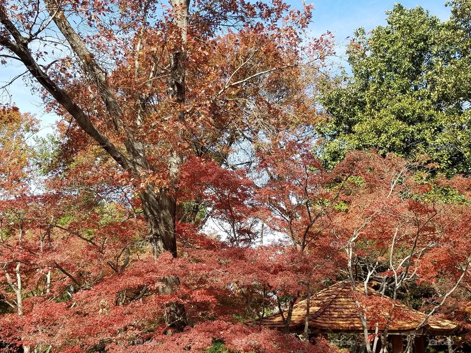 Japanese Gardens at Fort Worth botanical
