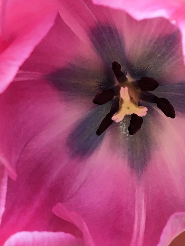 Inner beauty of a tulip