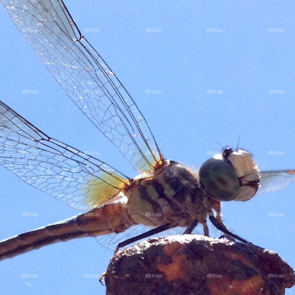 dragonfly