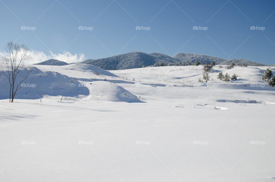 Winter landscape