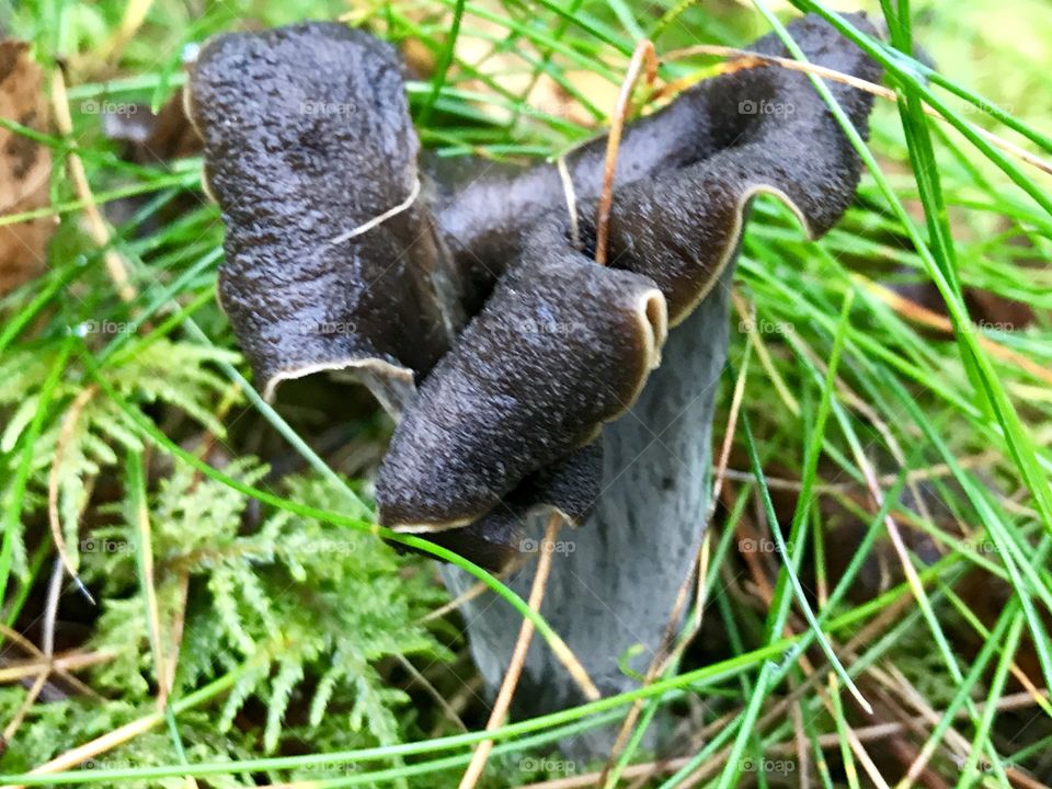 Black wild mushrooms