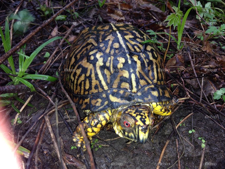 Box turtle . Box turtle moving along on a rainy day deep in the woods