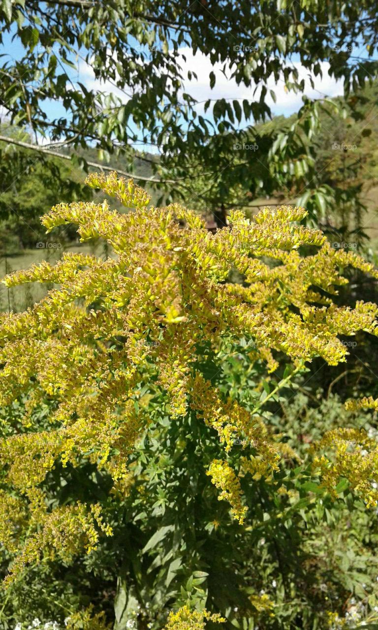 Wildflowers in the fall