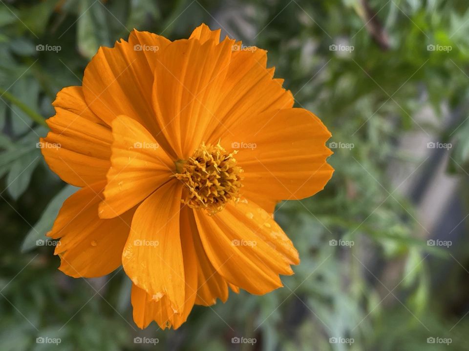 Bright orangey flower in a garden during Summer time in Brasil.