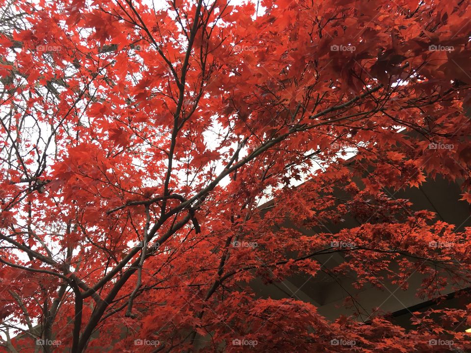 Pretty maple tree in a courtyard. 