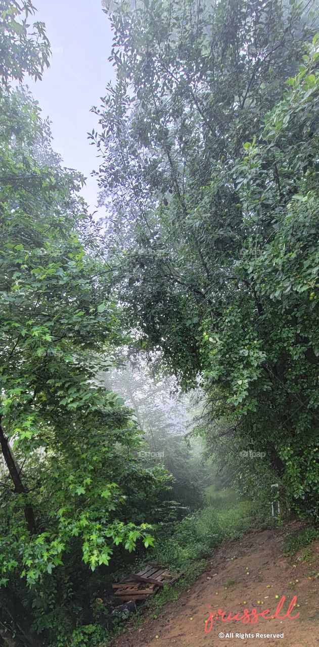 Foggy wooded path