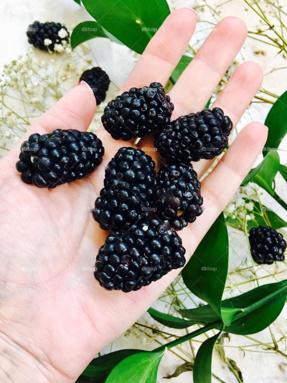 Hand full of Black Berries 