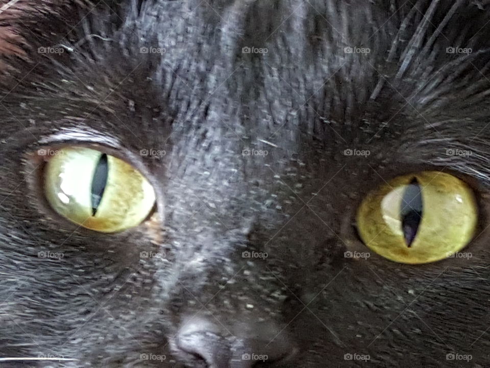 Cat eyes