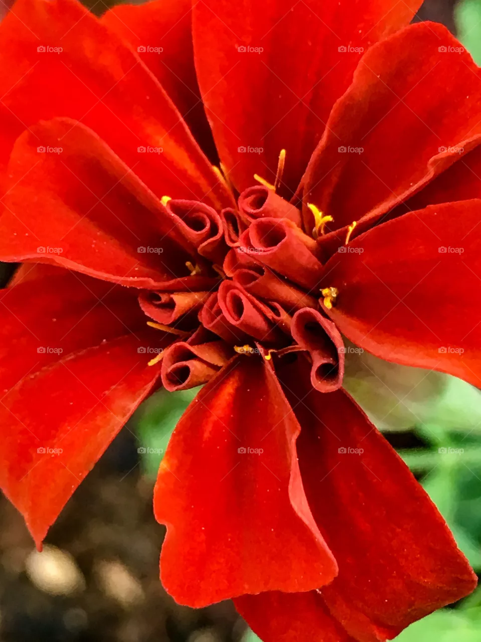 Marigold 