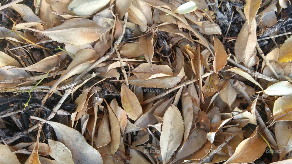 Full frame of dry leaf and branch