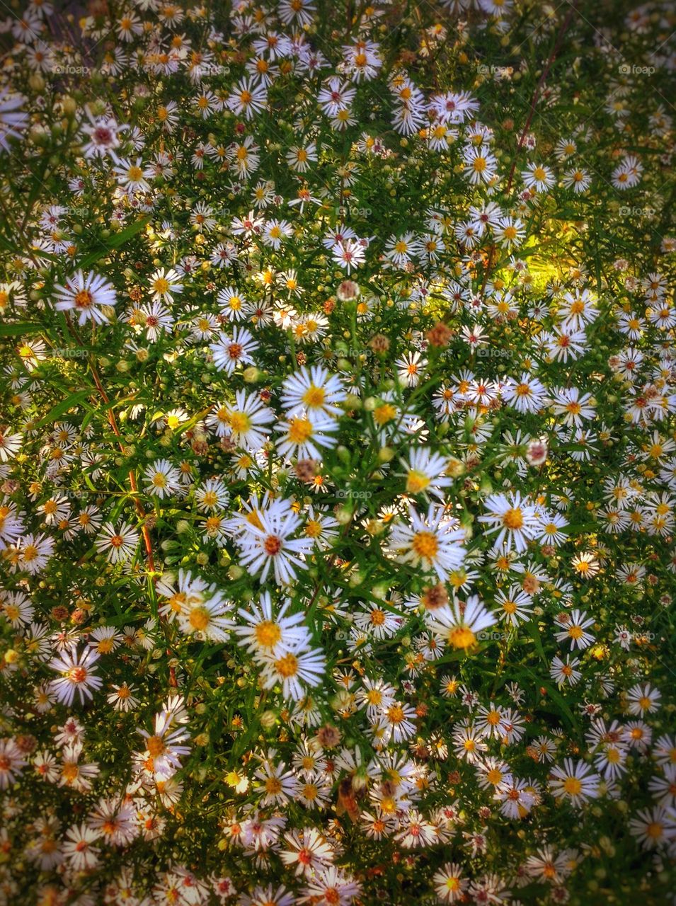 Flowers. Splash of fall blooms.