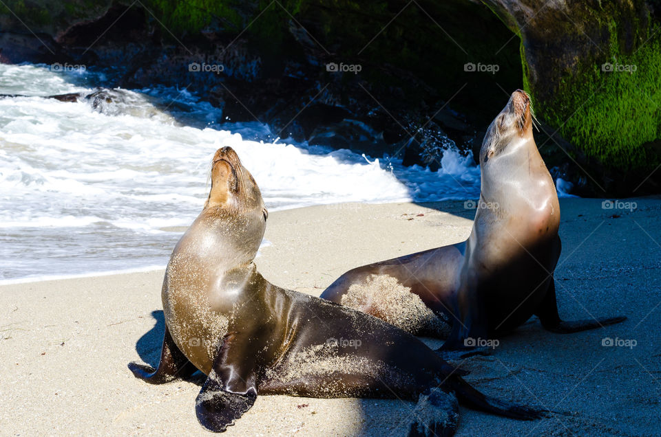 Sea Seal, Ocean, Water, Sea, No Person