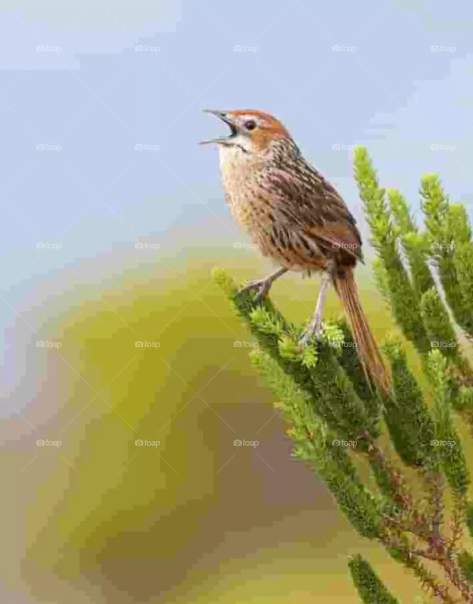 bird