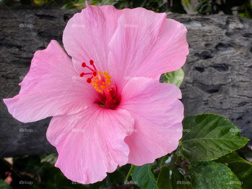 Pink hibiscus flower 